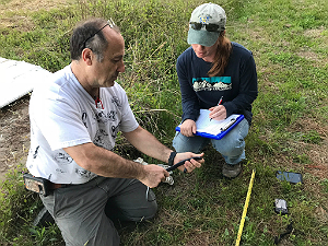 Medición de serpientes