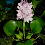 Jacinto de agua (Eichhornia crassipes)