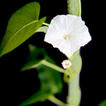 Espinaca de agua (Ipomoea aquatica)