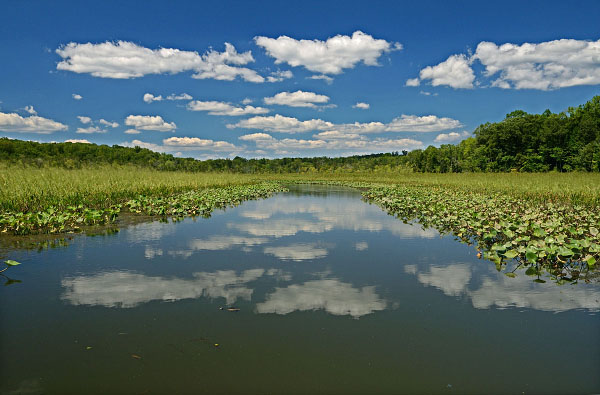 Foto de marisma de agua dulce