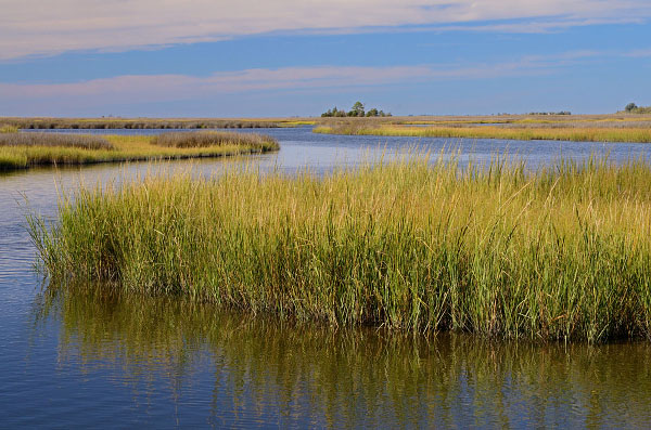 foto de Marisma Mesohalina / Polifalino