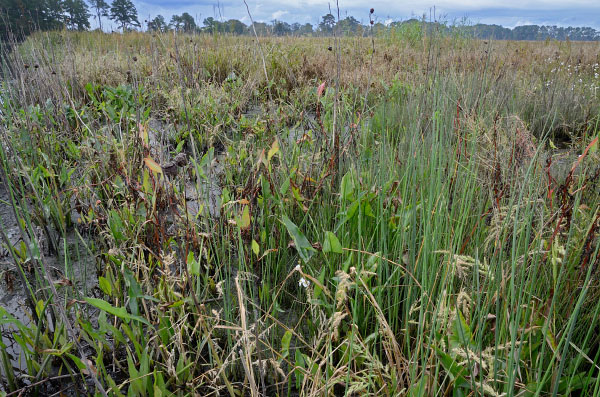 Foto de río de marea de alta energía