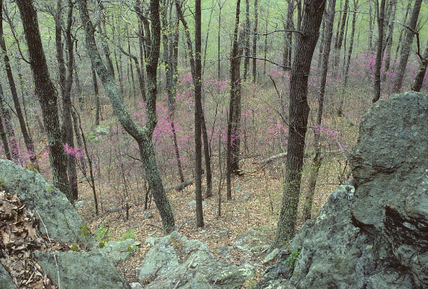 Este enlace abre una nueva ventana del navegador para mostrar una foto más grande Una imagen