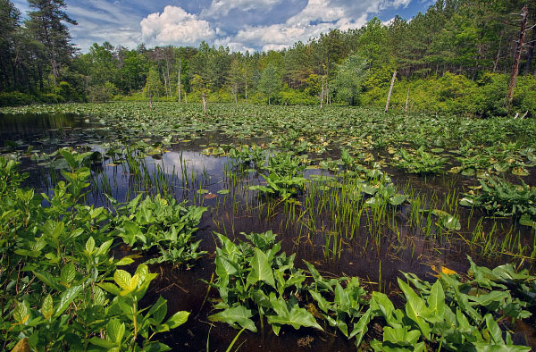 Foto de río de marea de alta energía
