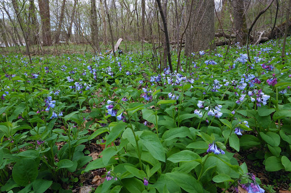 Foto de los bosques de la llanura aluvial de la montaña Piedmont