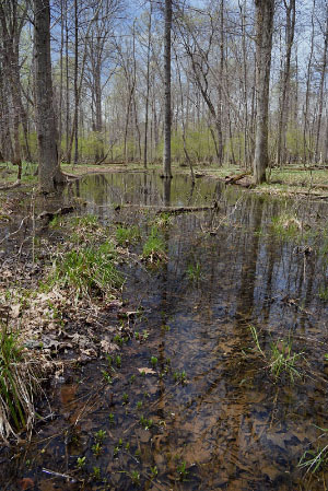 Foto de río de marea de alta energía