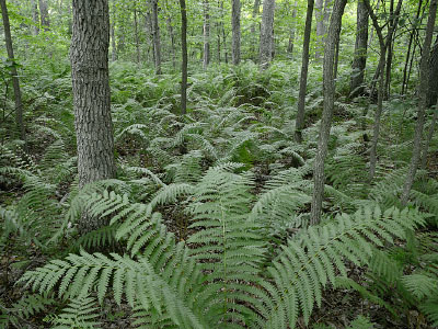 Foto de río de marea de alta energía