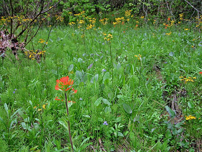 Foto de río de marea de alta energía
