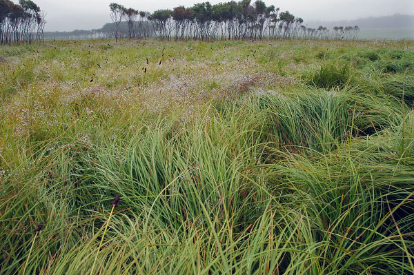 Foto de Mafic Fens y Seep