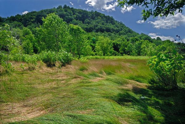 Foto de la marisma interior