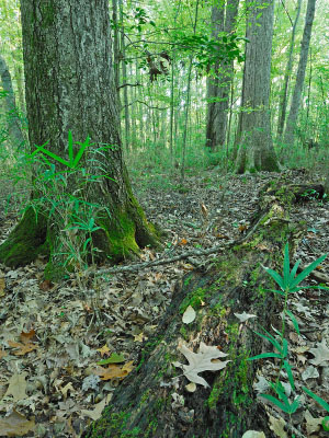 Foto de río de marea de alta energía