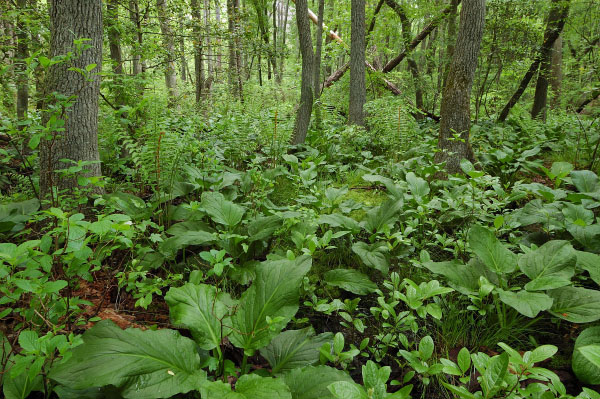 Foto de la llanura costera del pantano de filtración de Piedmont