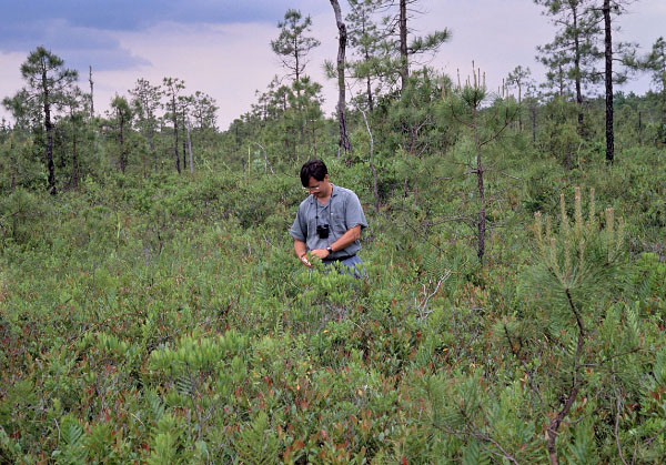 Foto de un bosque de pinos de estanque