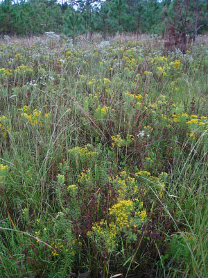 Foto de río de marea de alta energía