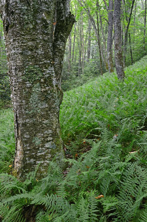 Foto de río de marea de alta energía