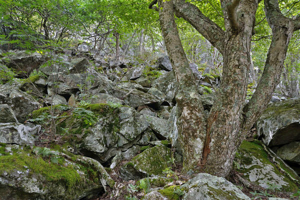 Foto de Boulderfield a gran altitud