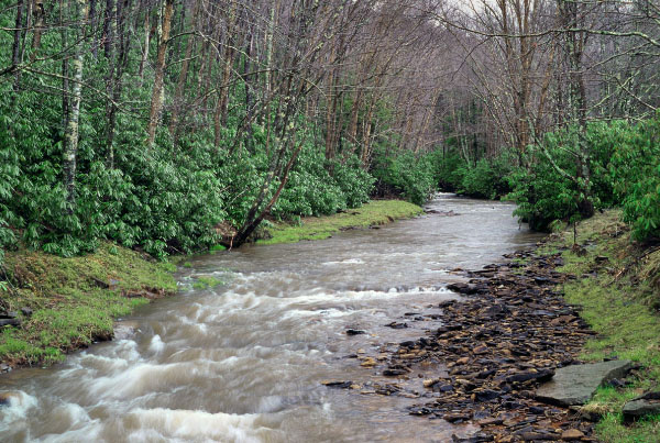 Foto de Bosque de Cala de Alta Elevación