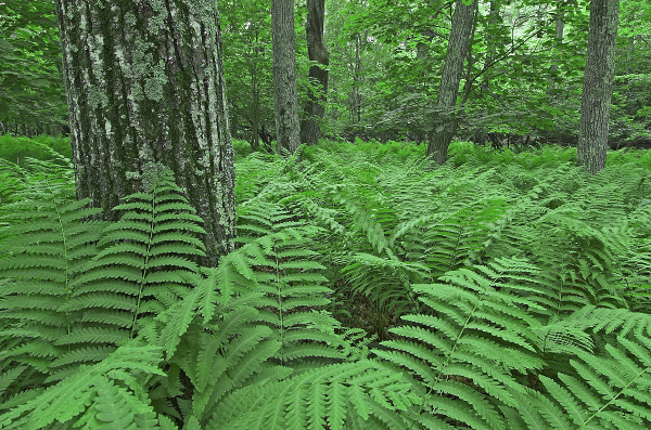 Foto del bosque de robles rojos del norte