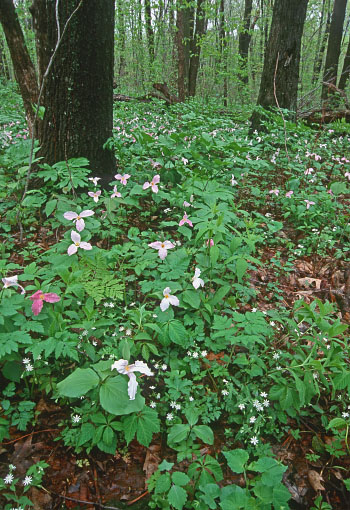 foto de un rico bosque mésico con Trillium