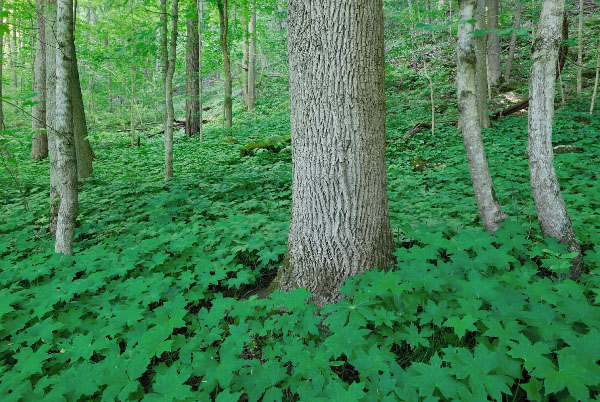 Foto de Bosque Mésico Básico