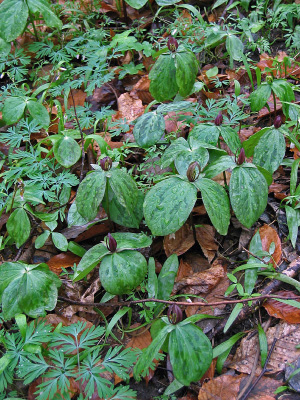 Foto de Bosque Mésico Básico