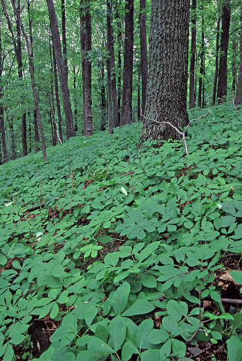 Foto de bosque de robles con zarzaparrilla silvestre