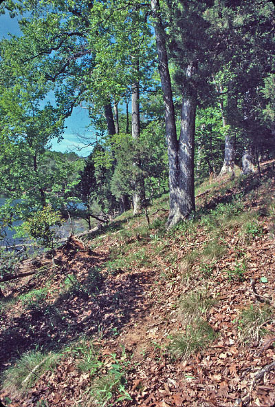 Foto de Llanura Costera Bosque Seco Calcáreo;