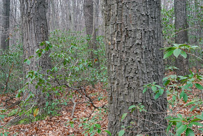 Foto de Bosque calcáreo seco mésico