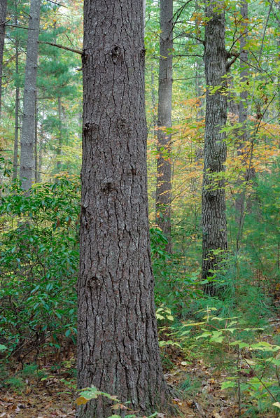 Foto del bosque de Boulderfield de baja elevación