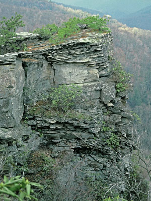 Foto del bosque de Boulderfield de baja elevación