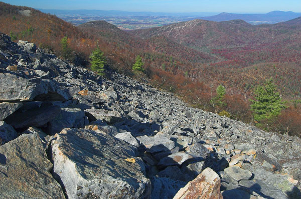 Foto del bosque de Boulderfield de baja elevación