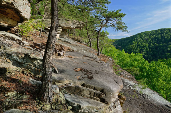 Foto de Bosque Ácido