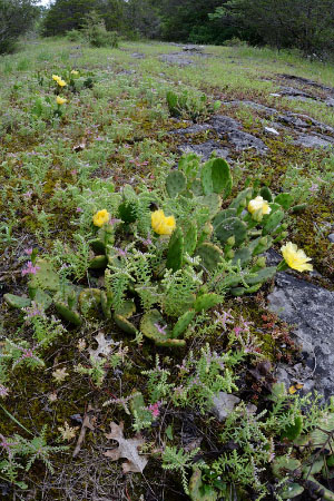 Foto del bosque de Boulderfield de baja elevación