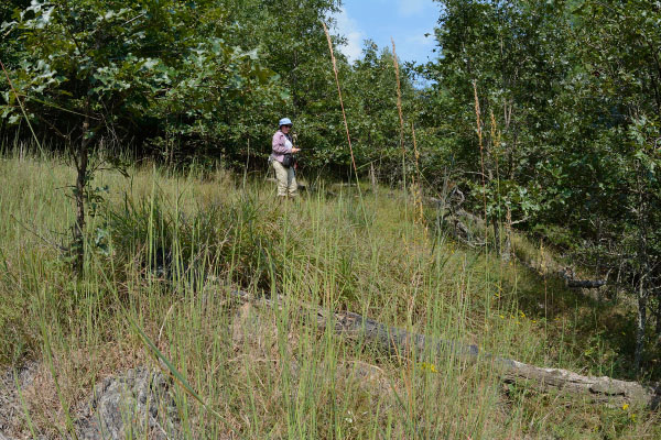 Foto de bosque ultramáfico