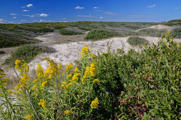 Foto de Matorral de dunas marítimas