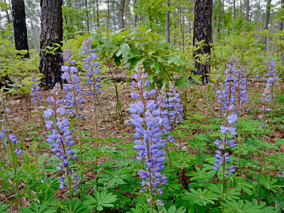 Foto del bosque de Boulderfield de baja elevación