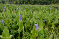 Marisma de agua dulce de marea (Arrow-Arum - tipo Pickerelweed) – CEGL004706 Marisma de agua dulce de marea (Arrow-Arum - tipo Pickerelweed) – CEGL004706