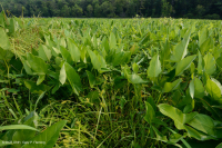 Marisma de agua dulce de marea (arroz salvaje - tipo de hierbas mixtas) – CEGL004202 Marisma de agua dulce de marea (arroz salvaje - tipo de hierbas mixtas) – CEGL004202