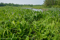 Marisma de agua dulce de marea (arroz salvaje - tipo de hierbas mixtas) – CEGL004202 Marisma de agua dulce de marea (arroz salvaje - tipo de hierbas mixtas) – CEGL004202