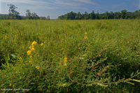 Marisma de agua dulce de marea (tipo mixto de marisma alta) – CEGL006325 Marisma de agua dulce de marea (tipo mixto de marisma alta) – CEGL006325