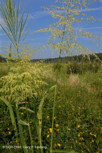 Marisma de agua dulce de marea (tipo mixto de marisma alta) – CEGL006325 Marisma de agua dulce de marea (tipo mixto de marisma alta) – CEGL006325