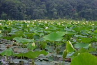 Marisma de agua dulce de marea (tipo lodo americano) – CEGL006913 Marisma de agua dulce de marea (tipo lodo americano) – CEGL006913