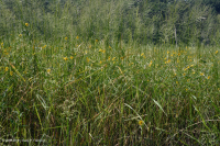 Marisma de agua dulce de marea (arroz salvaje - tipo herbáceo mixto) - CEGL004202 Marisma de agua dulce de marea (arroz salvaje - tipo herbáceo mixto) - CEGL004202