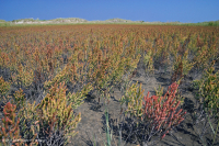 Salar de Glasswort – CEGL004308 Salar de Glasswort – CEGL004308