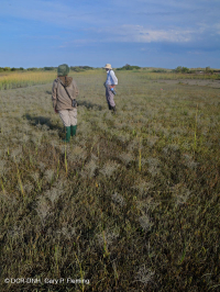 Salar de Glasswort – CEGL004308 Salar de Glasswort – CEGL004308