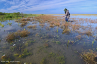 Salar de Glasswort – CEGL004308 Salar de Glasswort – CEGL004308