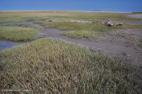 Salar de Glasswort – CEGL004308 Salar de Glasswort – CEGL004308