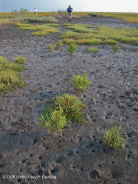 Salar de Glasswort – CEGL004308 Salar de Glasswort – CEGL004308