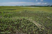 Salar de Glasswort – CEGL004308 Salar de Glasswort – CEGL004308