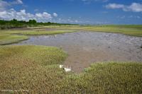 Salar de Glasswort – CEGL004308 Salar de Glasswort – CEGL004308
